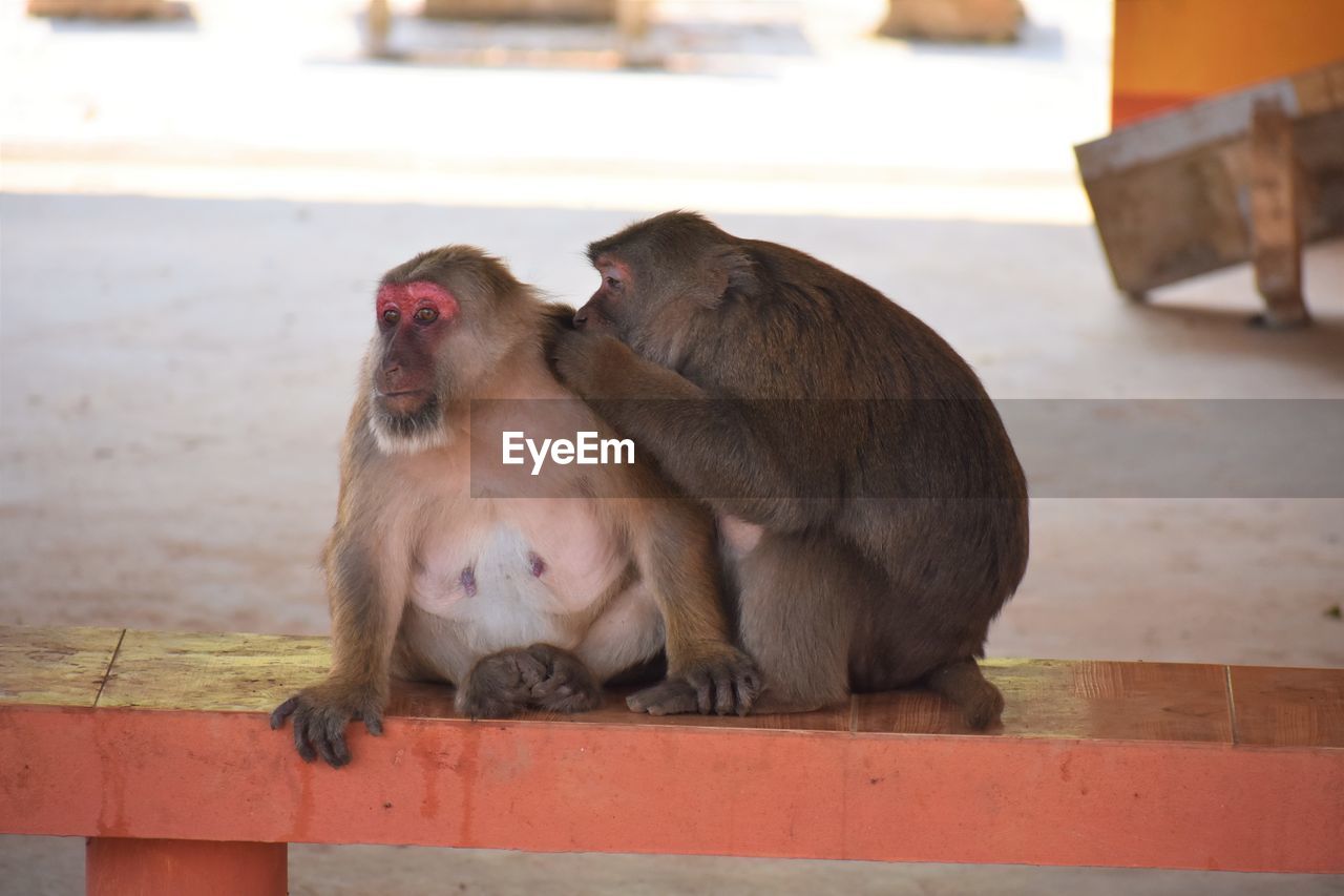 Close-up of monkeys in monkey cave, chiang rai, thailand