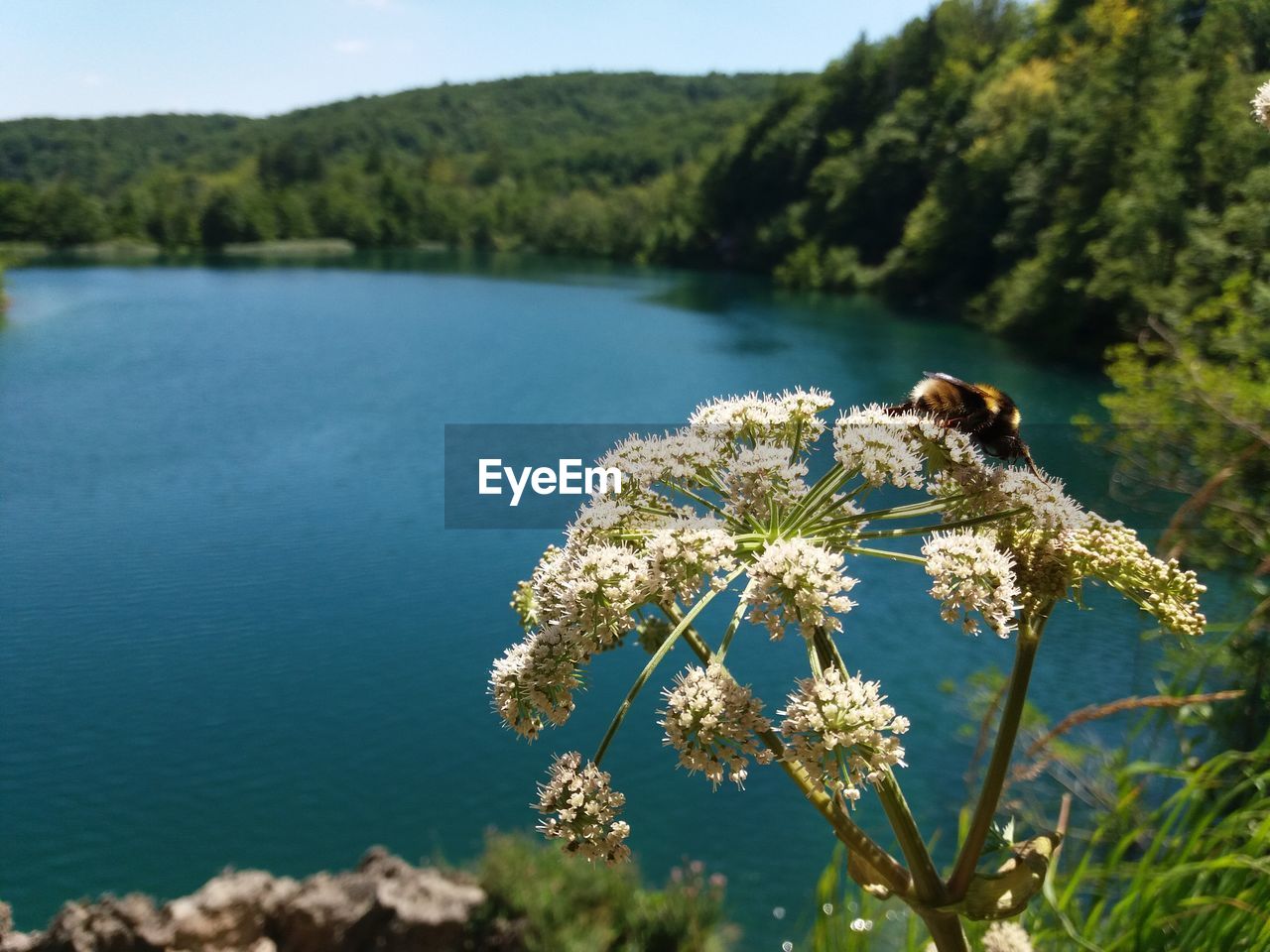 CLOSE-UP OF BUMBLEBEE ON TREE AGAINST SKY