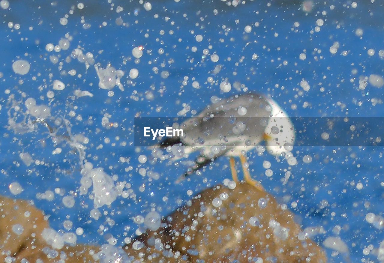 Seagull perching on rock against sea with waves splashing