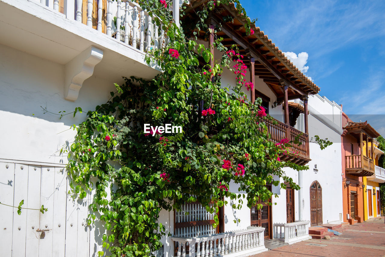 LOW ANGLE VIEW OF FLOWERING PLANTS ON BUILDING