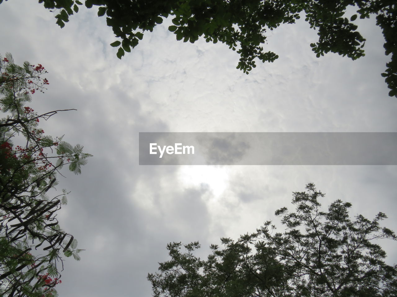 LOW ANGLE VIEW OF TREES AGAINST CLOUDY SKY