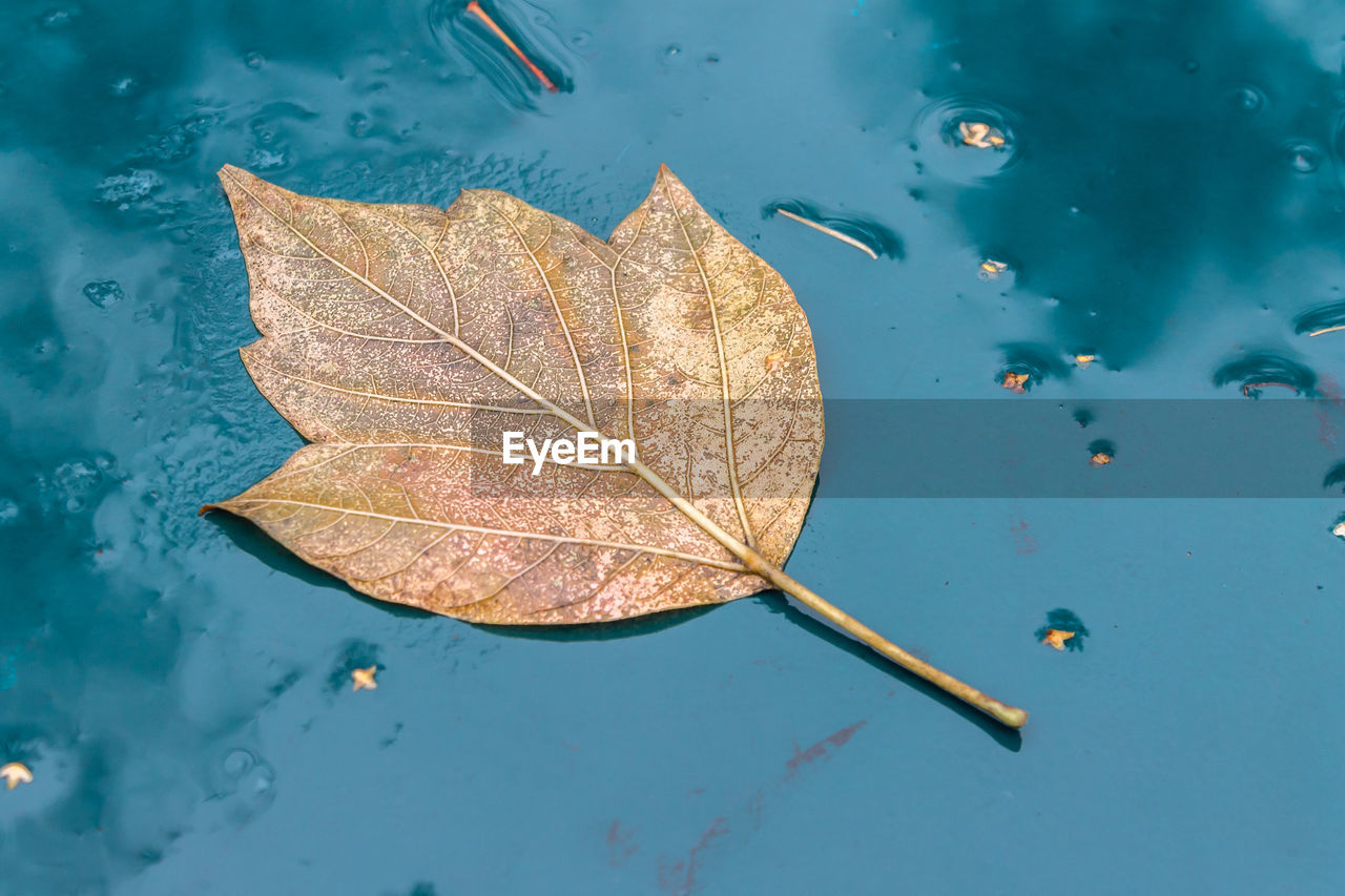 A dry fallen autumn leaf lies on a wet surface, symbolizing the arrival of autumn coolness
