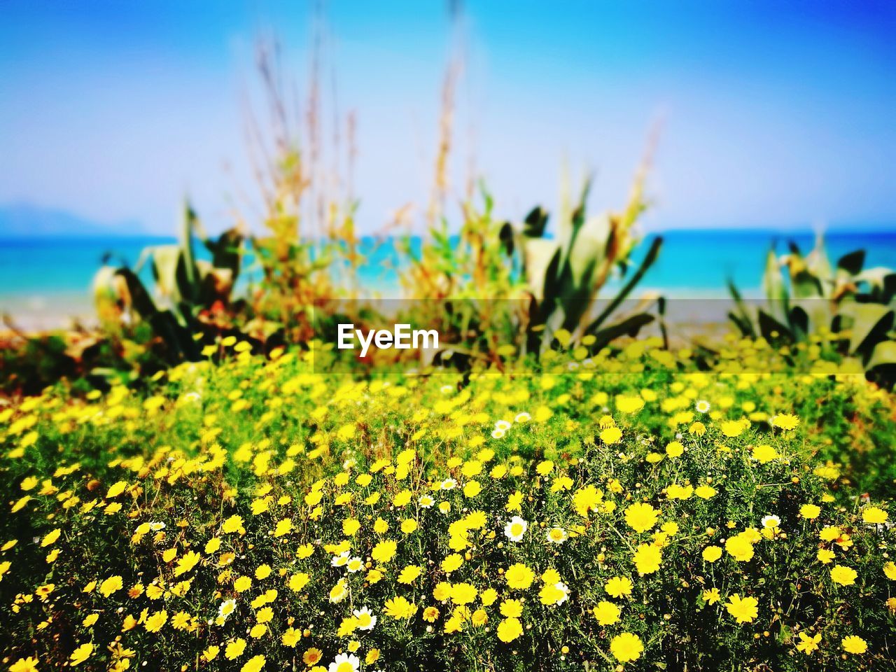 CLOSE-UP OF YELLOW FLOWERS GROWING BY SEA