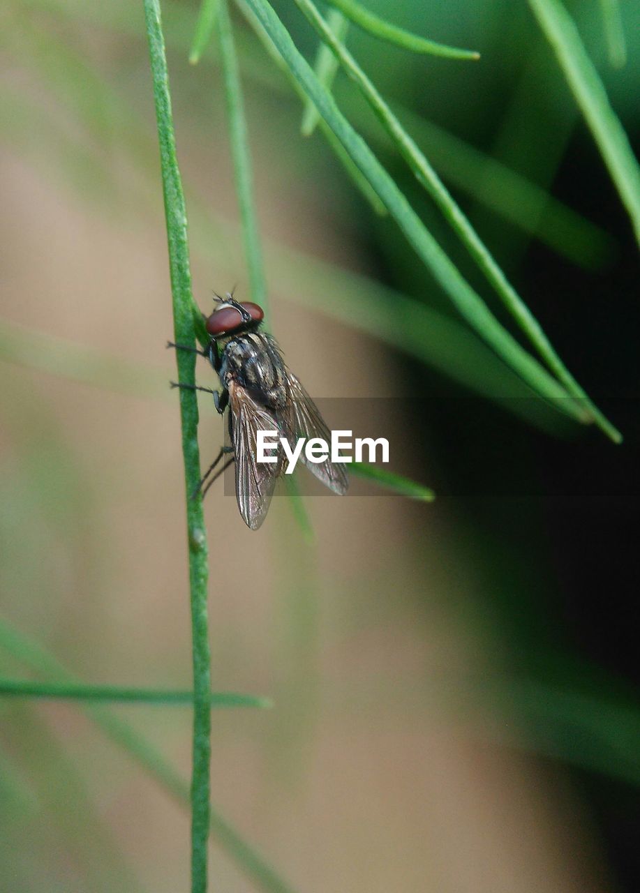 CLOSE-UP OF INSECT ON A PLANT