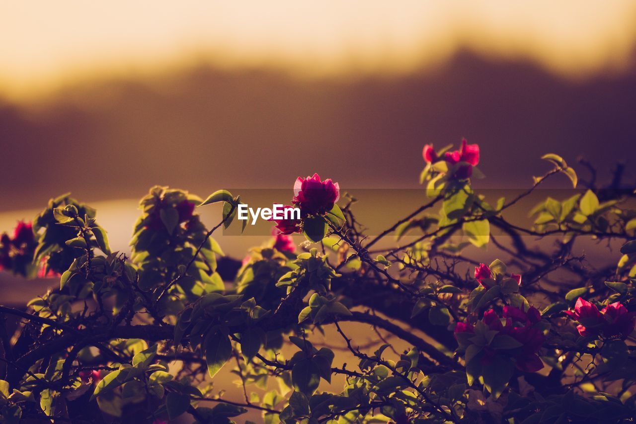 Close-up of fresh flowers blooming against sky during sunset