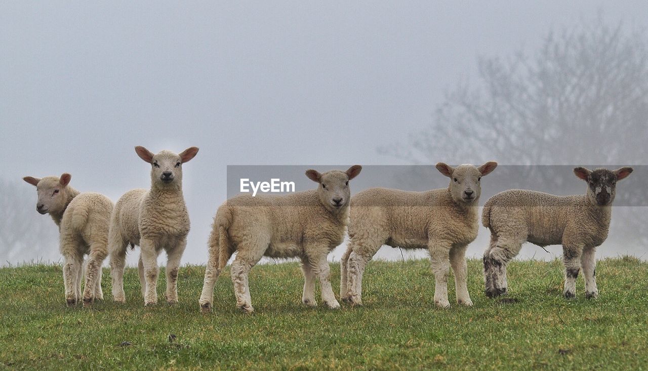 SHEEP ON FIELD AGAINST SKY