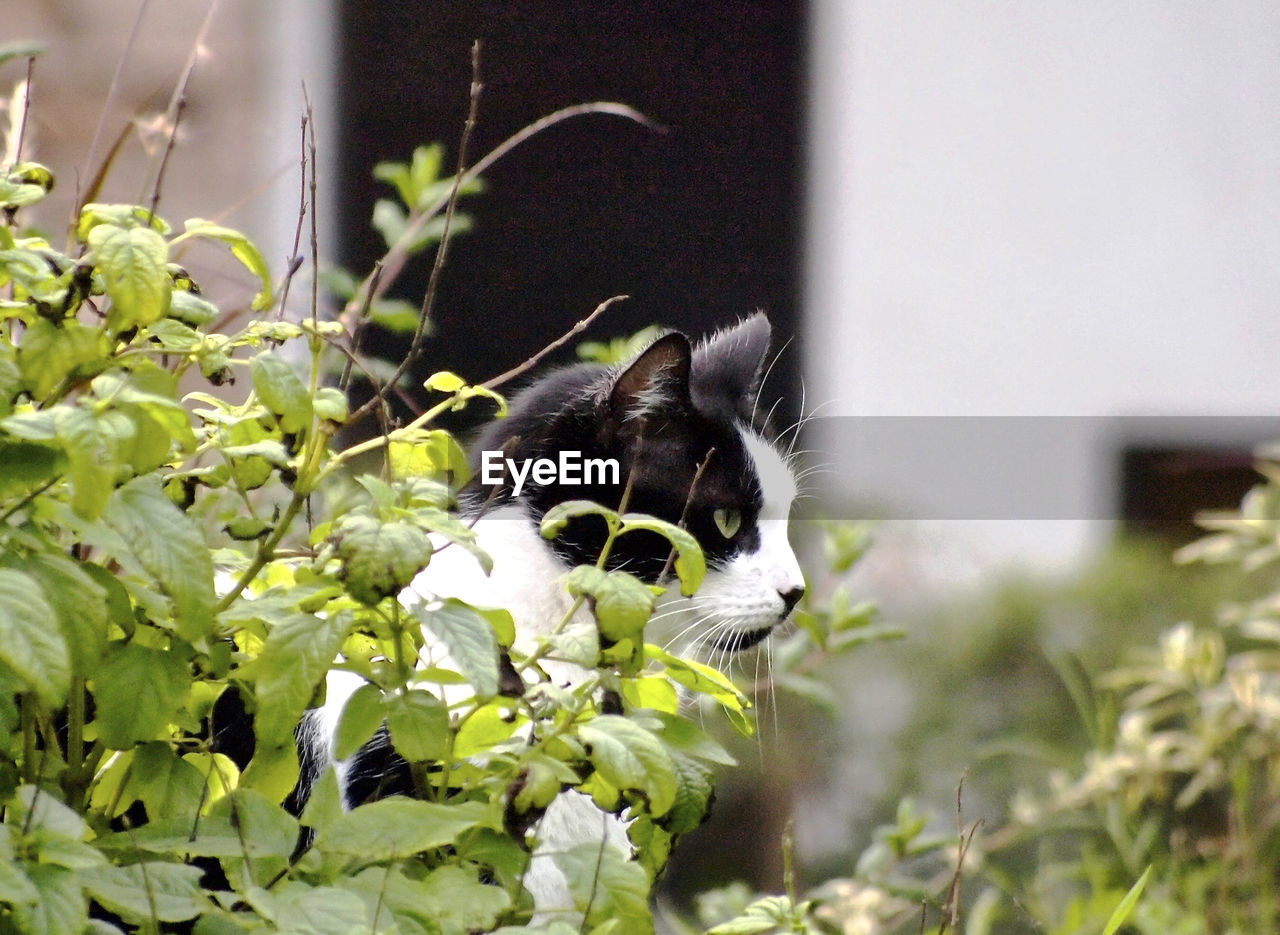 CLOSE-UP OF DOG AMIDST PLANT