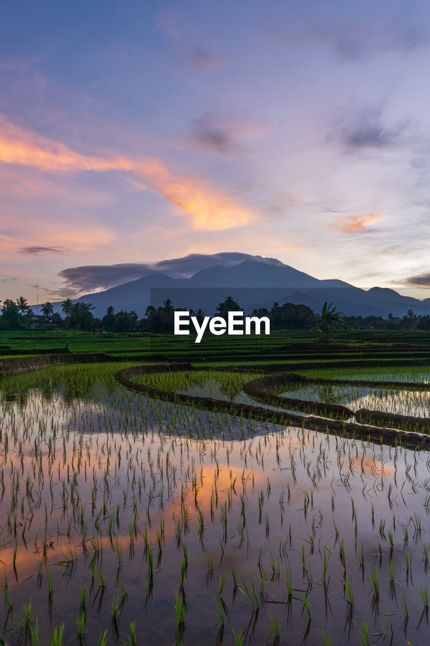 Photo of the sunrise in the mountains and rice fields in indonesia