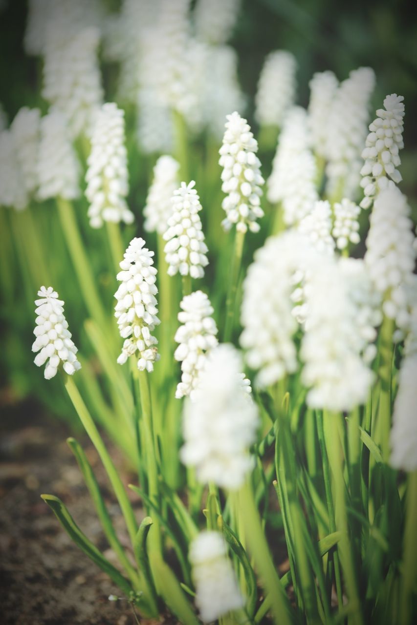 Close-up of white wildflowers