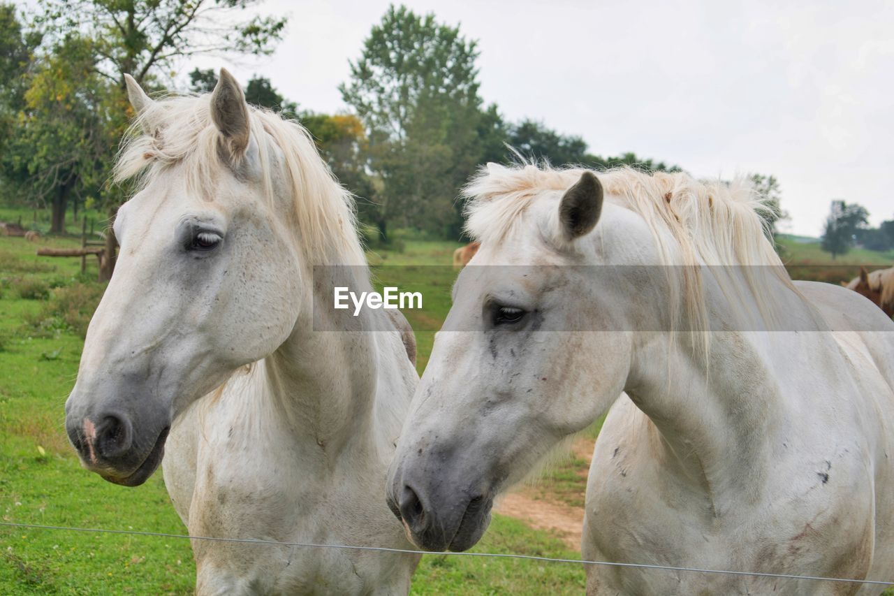 Portrait of horses