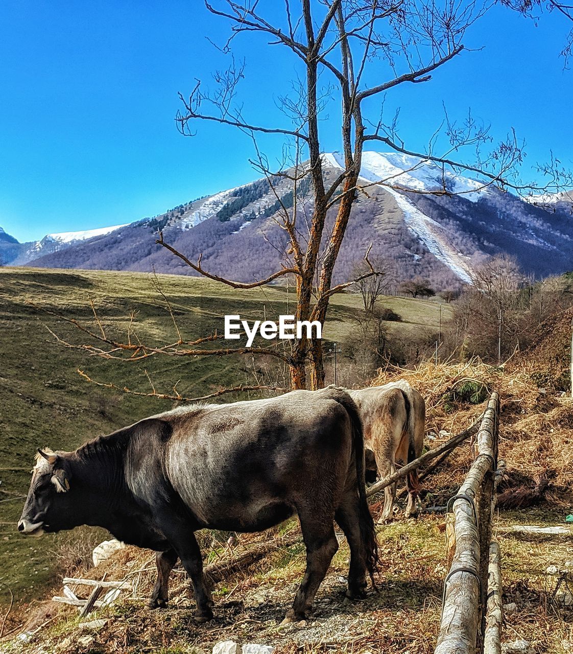 VIEW OF A HORSE ON FIELD AGAINST MOUNTAIN