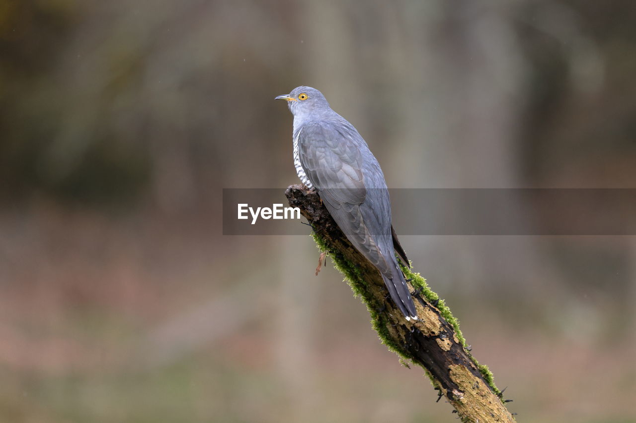A common cuckoo 