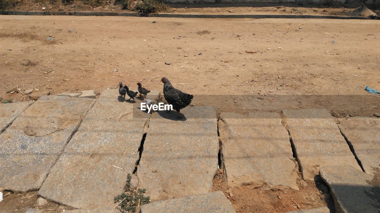 HIGH ANGLE VIEW OF BIRDS PERCHING ON COBBLESTONE