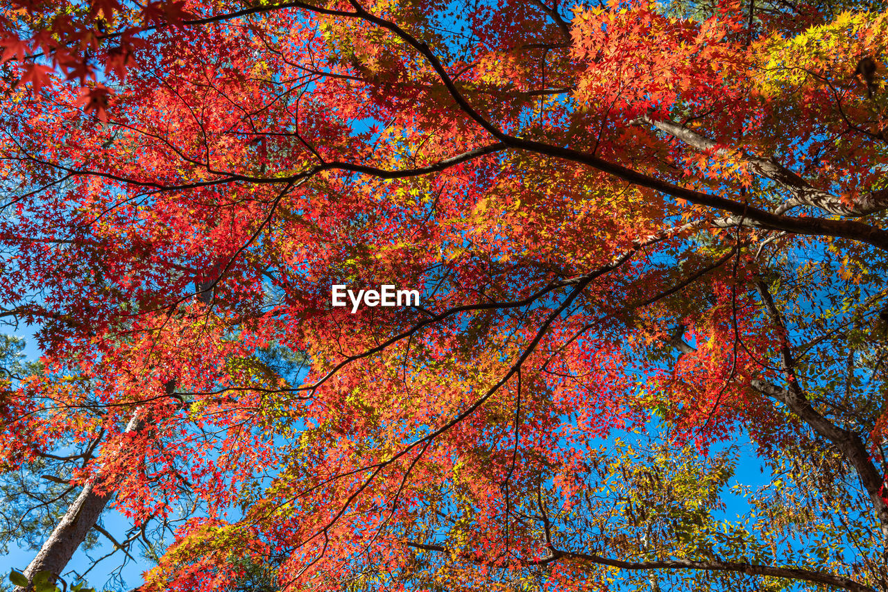 Low angle view of autumnal trees