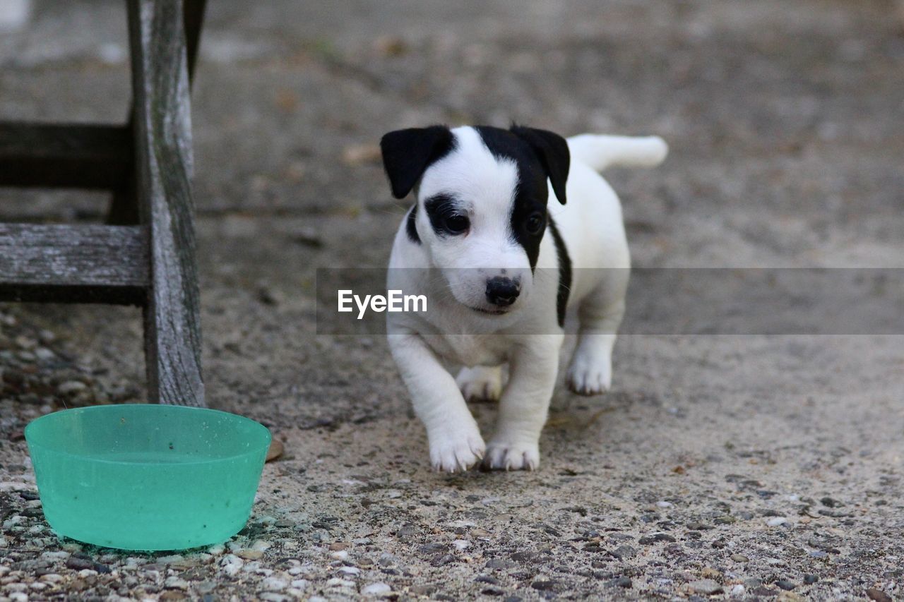 pet, animal themes, mammal, animal, one animal, domestic animals, dog, canine, puppy, portrait, young animal, looking at camera, no people, terrier, cute, day, standing, lap dog