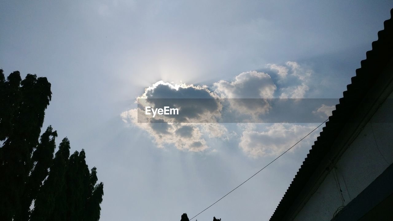 LOW ANGLE VIEW OF SKY AND TREES AGAINST THE BACKGROUND IN SUNLIGHT