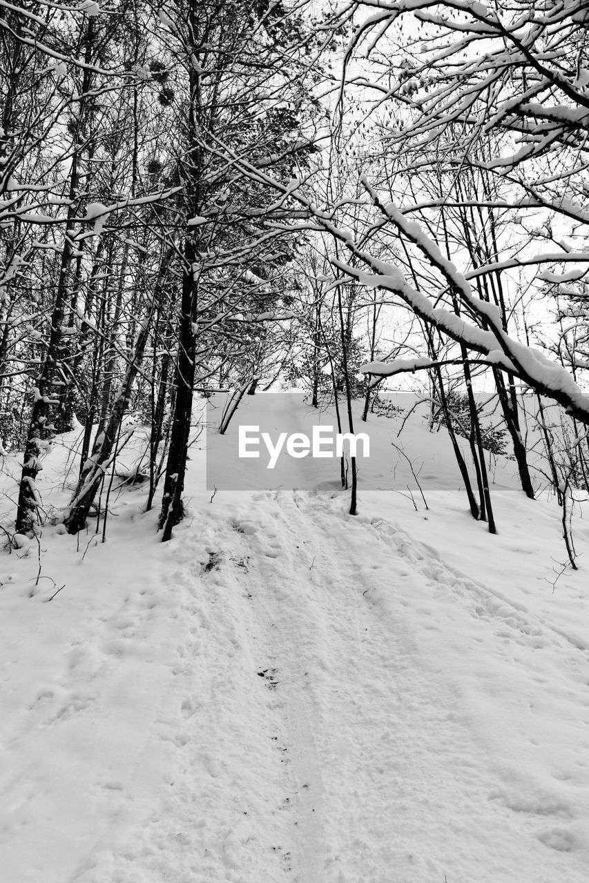 SNOW COVERED BARE TREES ON FIELD DURING WINTER