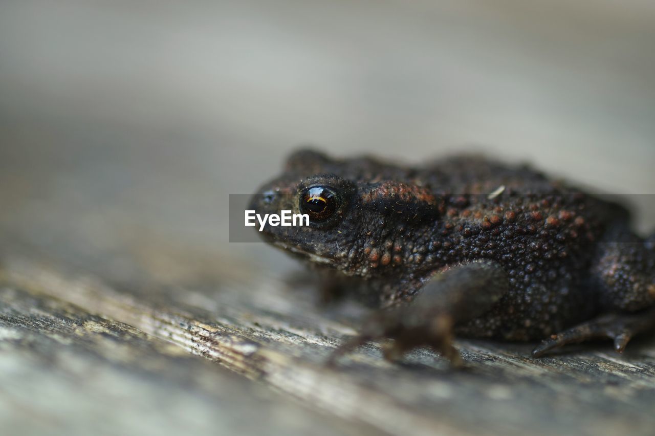 Close-up of frog on table