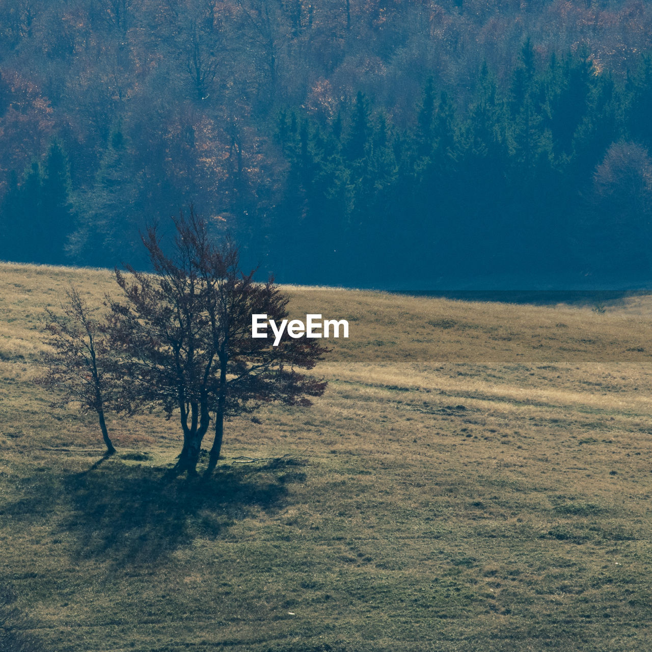 TREES ON FIELD IN FOREST