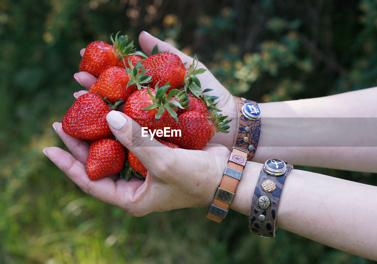 Cropped image of person holding strawberries