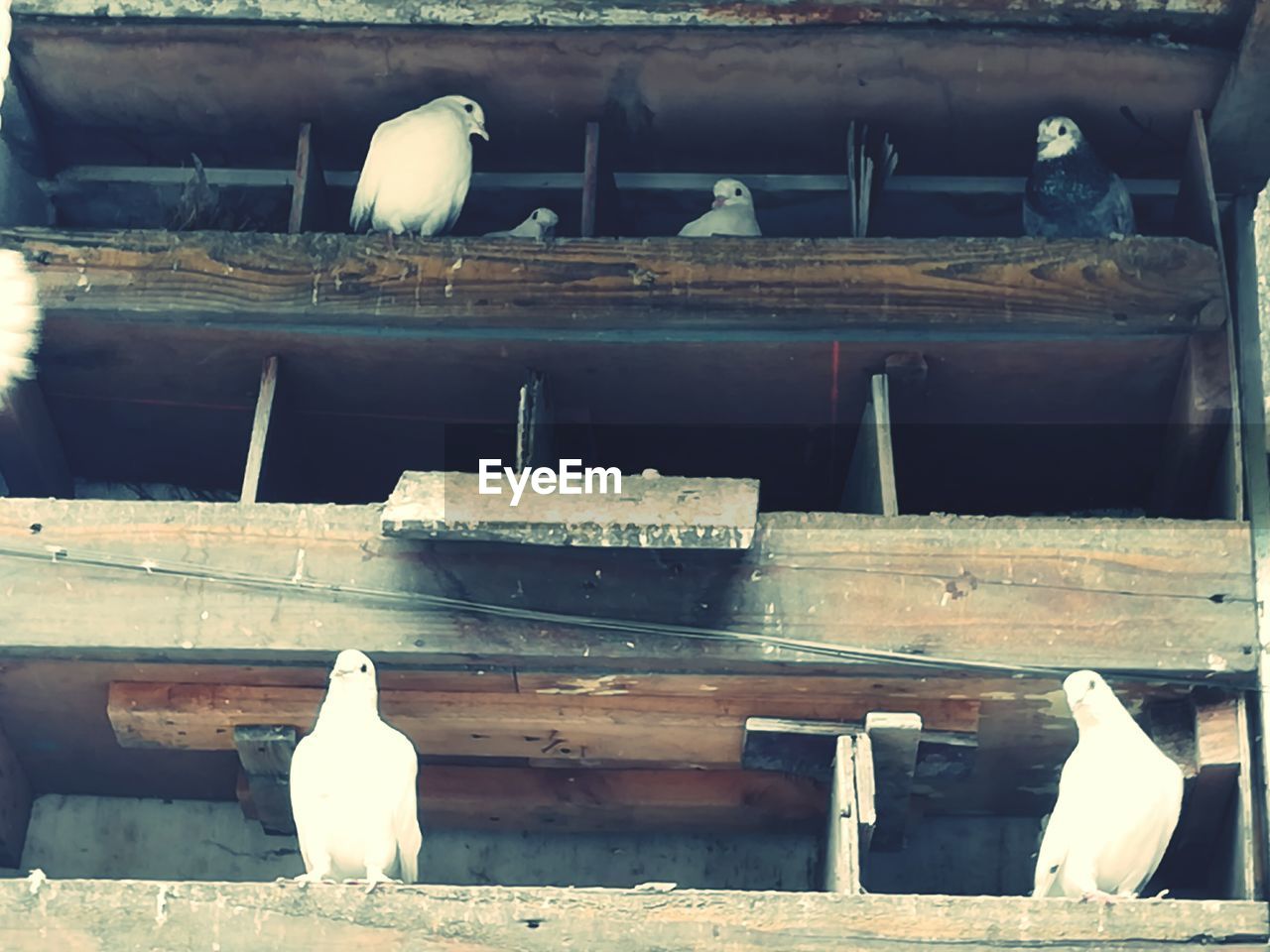 CLOSE-UP OF WHITE PERCHING ON WOOD