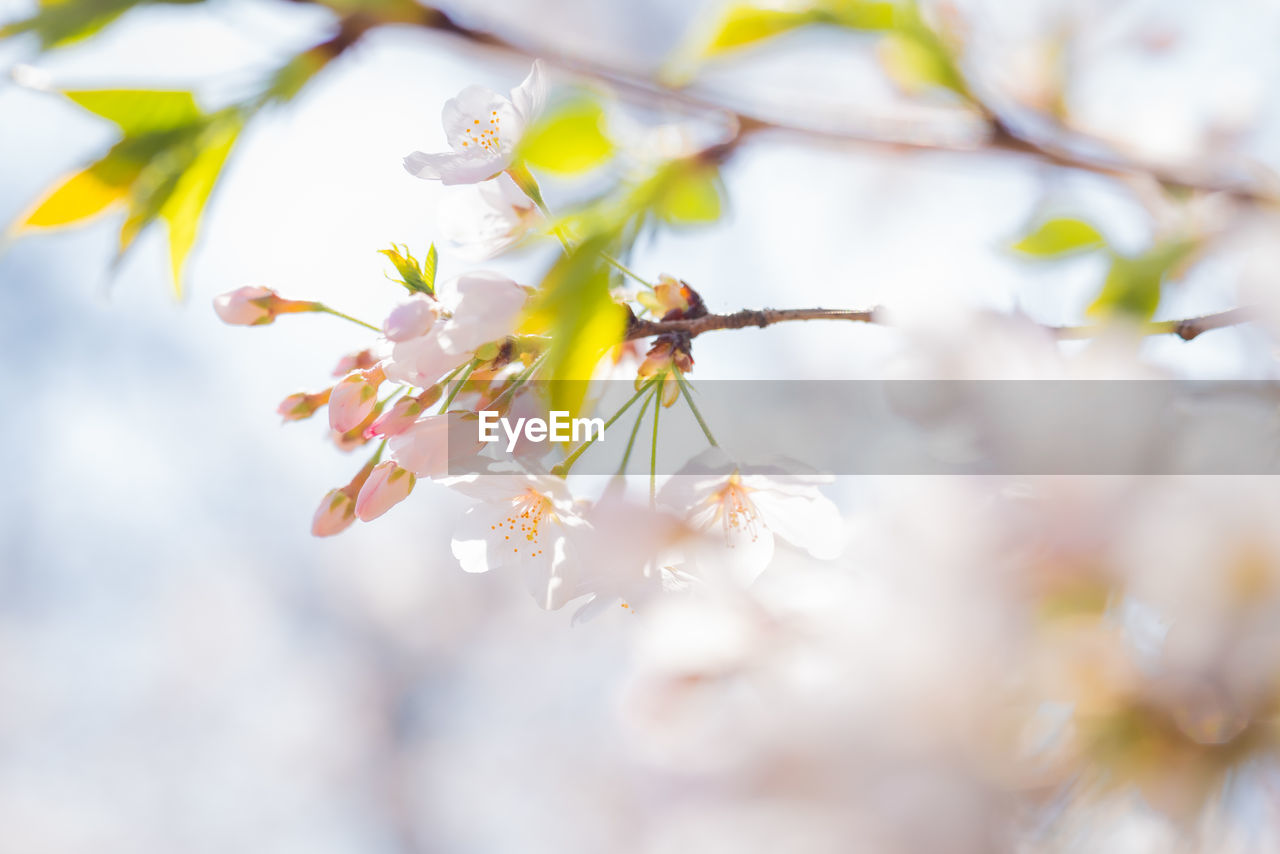 CLOSE-UP OF CHERRY BLOSSOM ON TREE