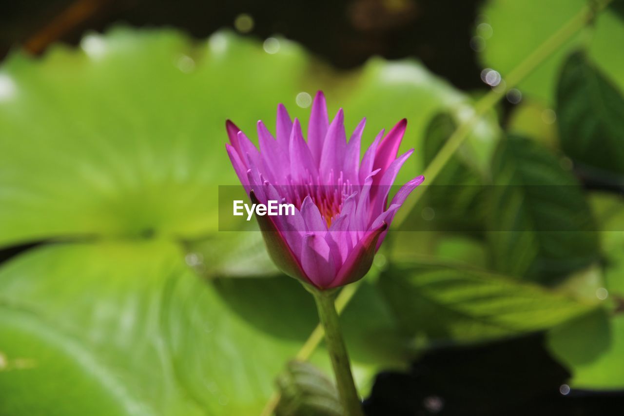 CLOSE-UP OF PURPLE WATER LILY