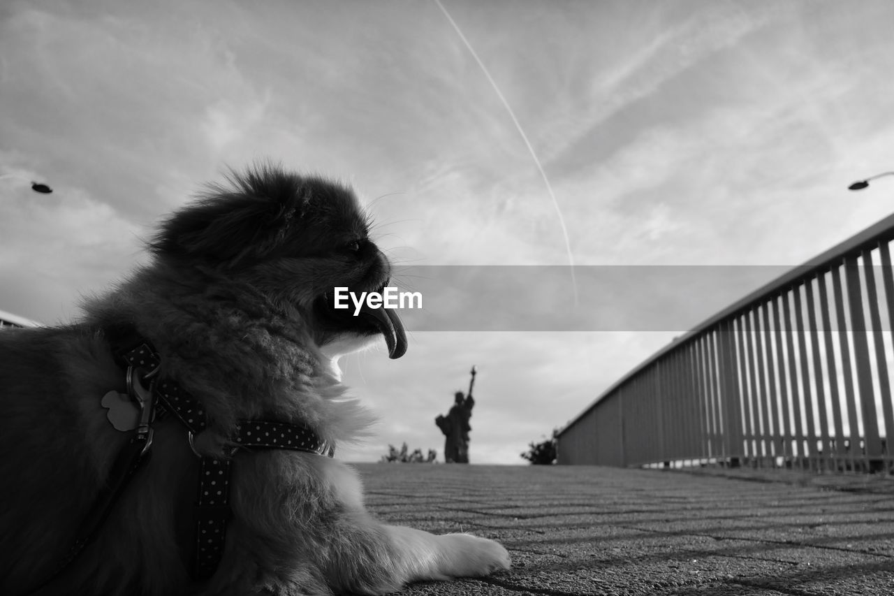 Close-up of dog sitting on road against sky