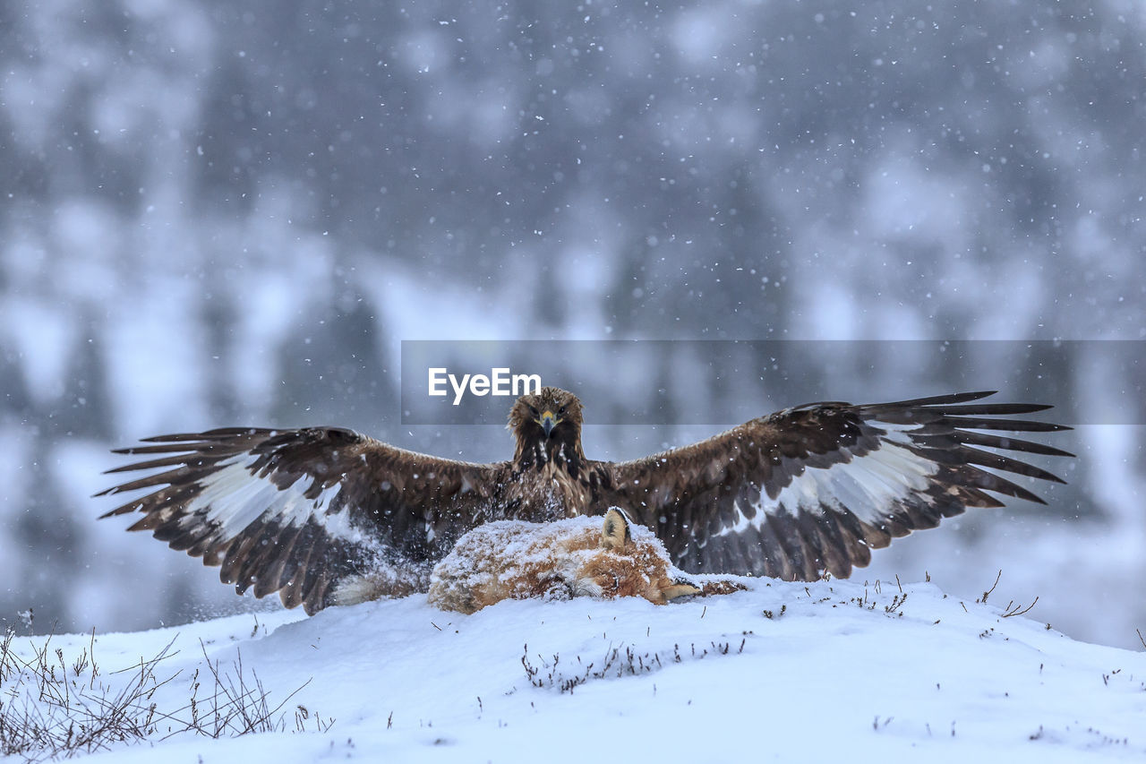 Bird perching on snowy field