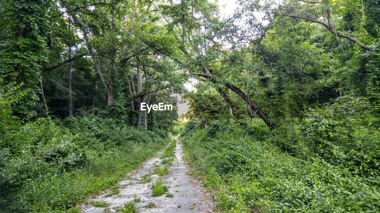 Dirt road amidst trees in forest