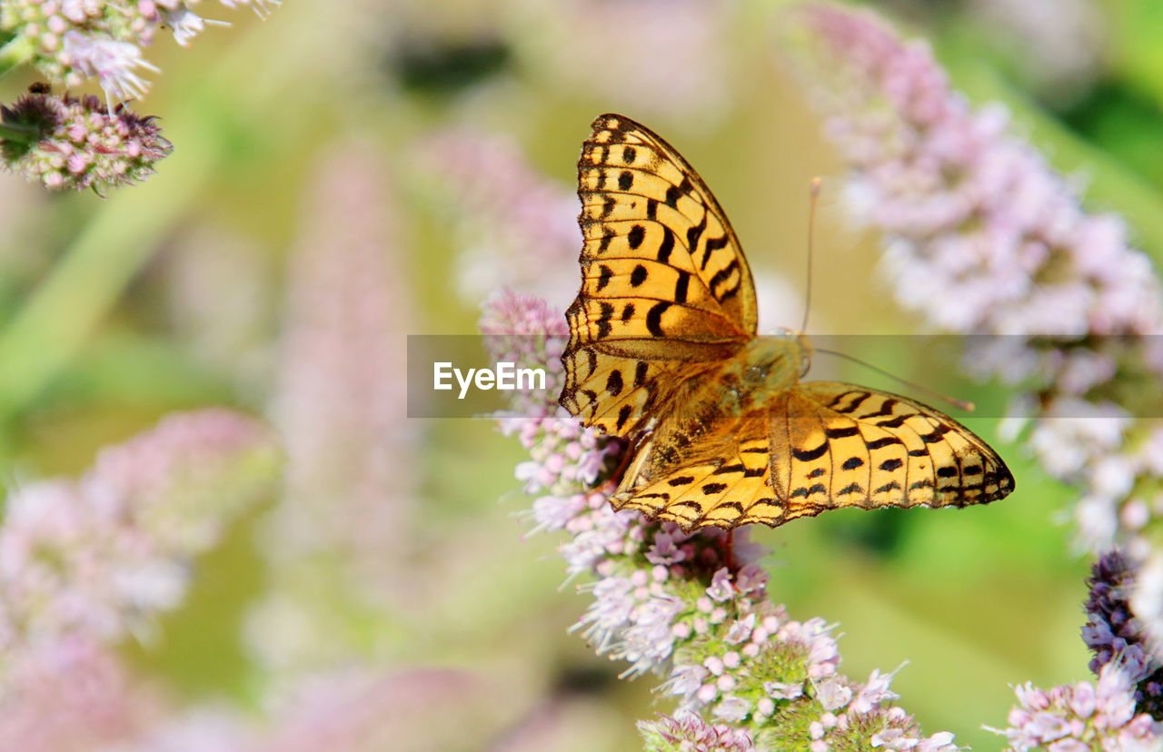 BUTTERFLY POLLINATING ON FLOWER