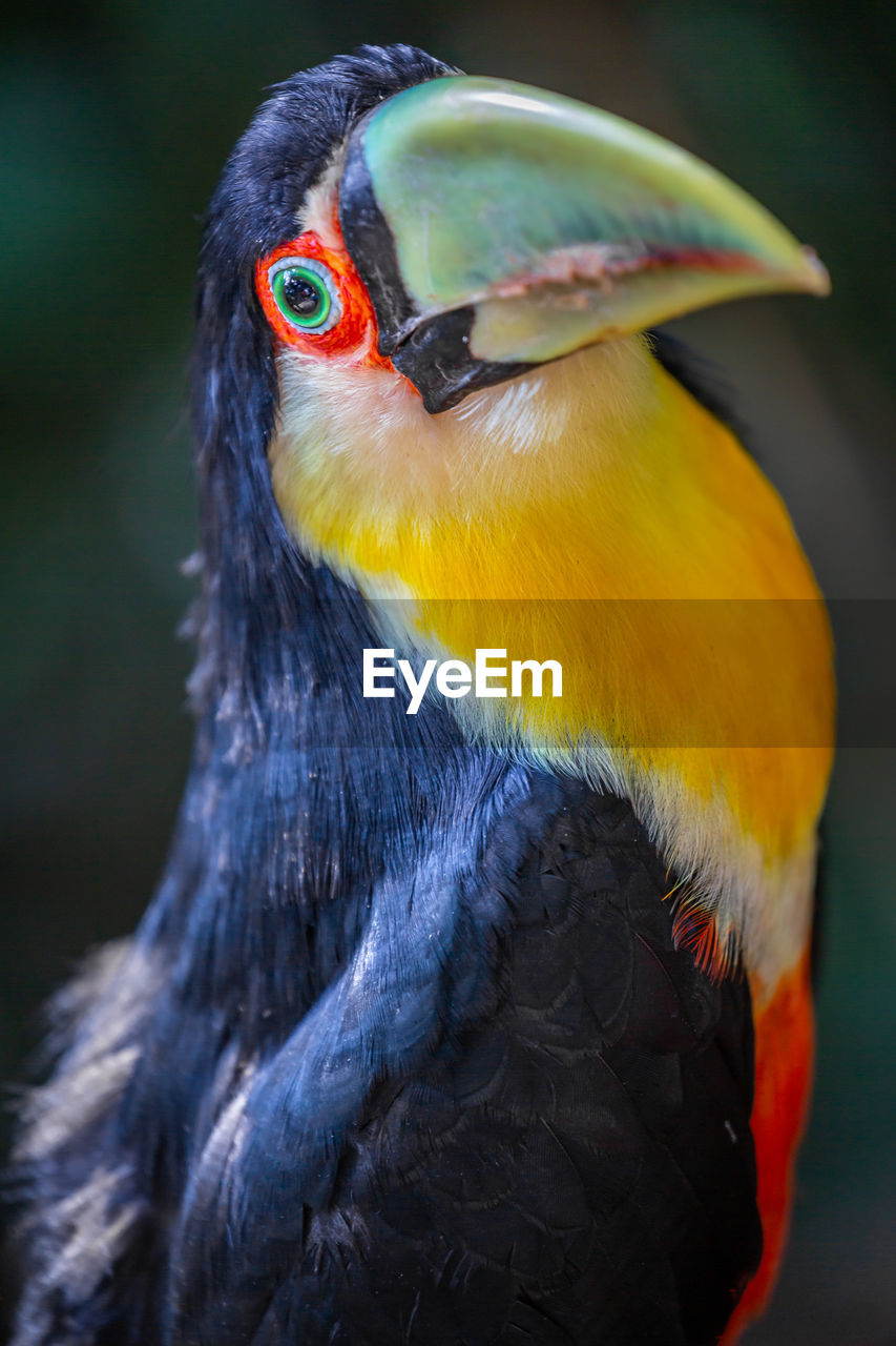 animal themes, animal, bird, beak, one animal, animal wildlife, close-up, animal body part, multi colored, wildlife, yellow, pet, tropical bird, portrait, tropical climate, nature, no people, blue, toucan, animal head, focus on foreground, vibrant color, feather, outdoors, rainforest, forest, beauty in nature
