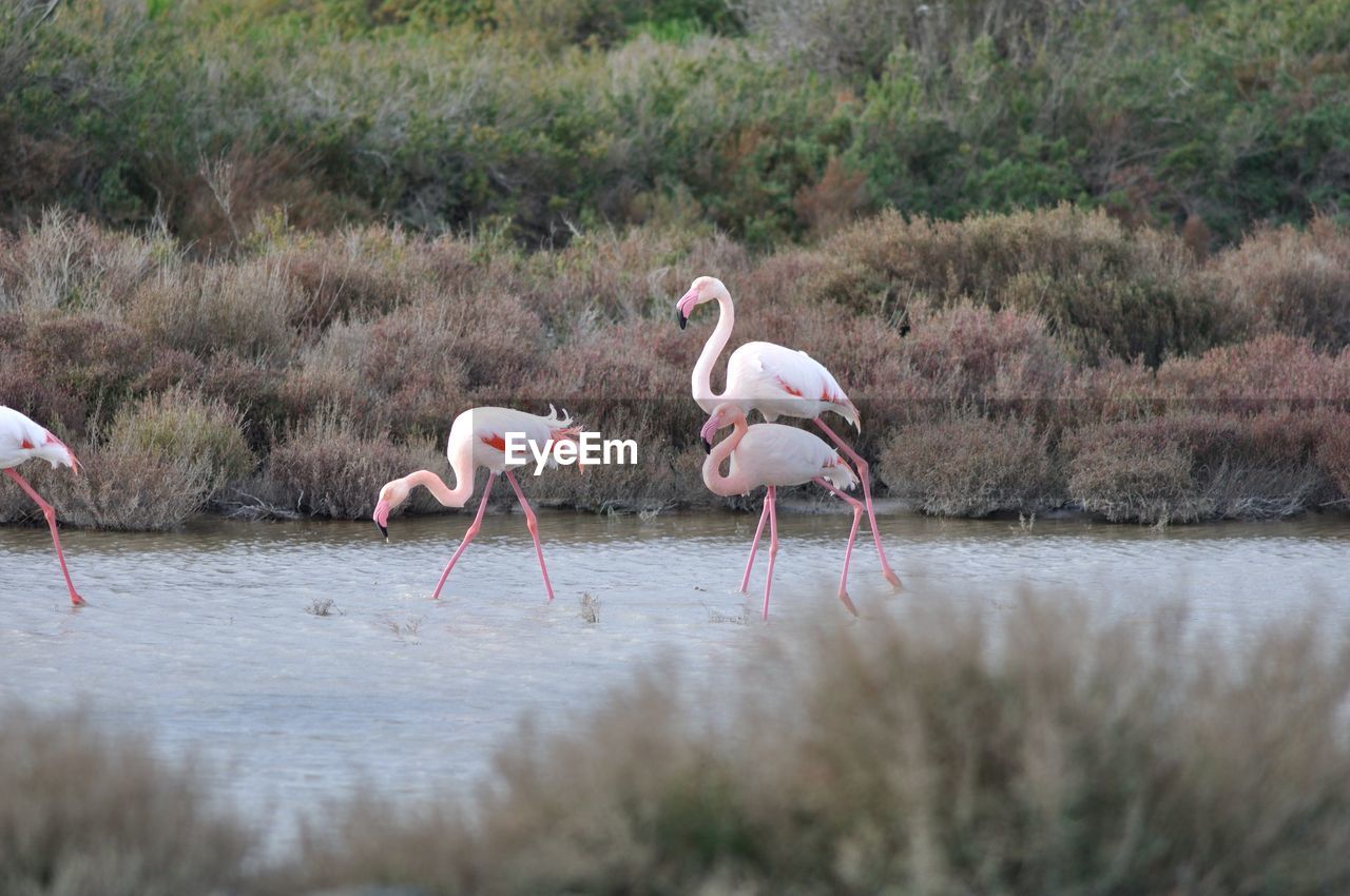 VIEW OF BIRDS IN WATER