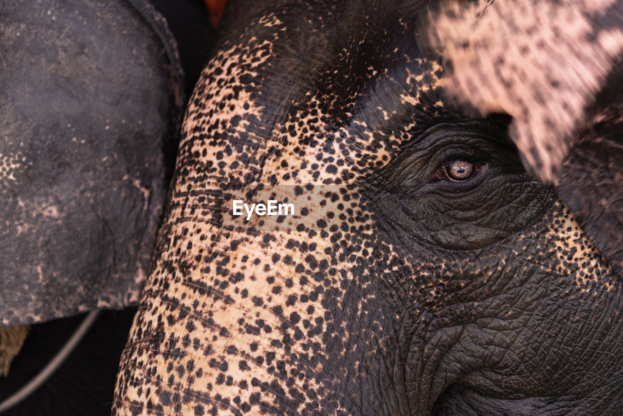 CLOSE-UP PORTRAIT OF ELEPHANT IN MOUTH