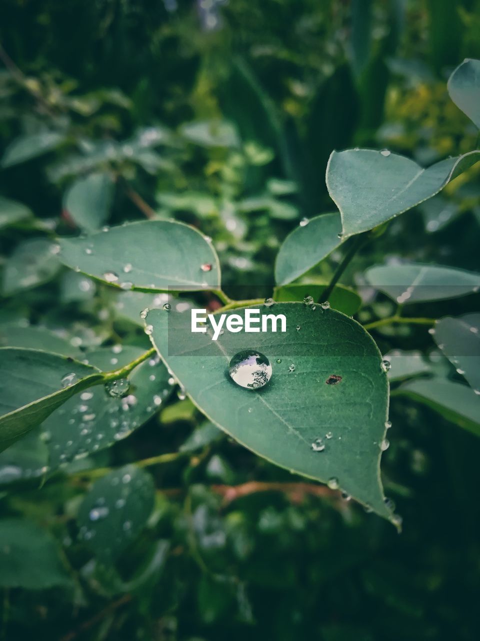 Close-up of water drop on leaf