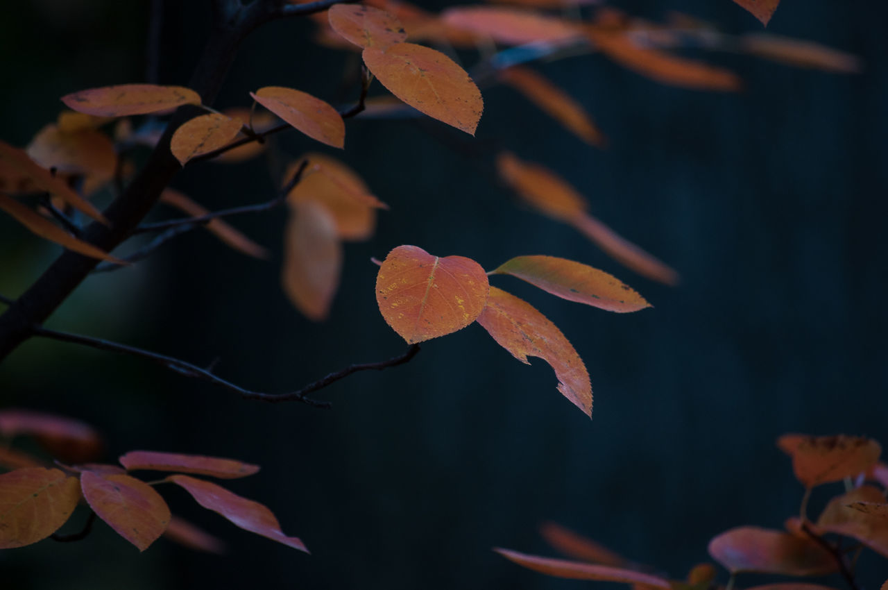 Close-up of leaves