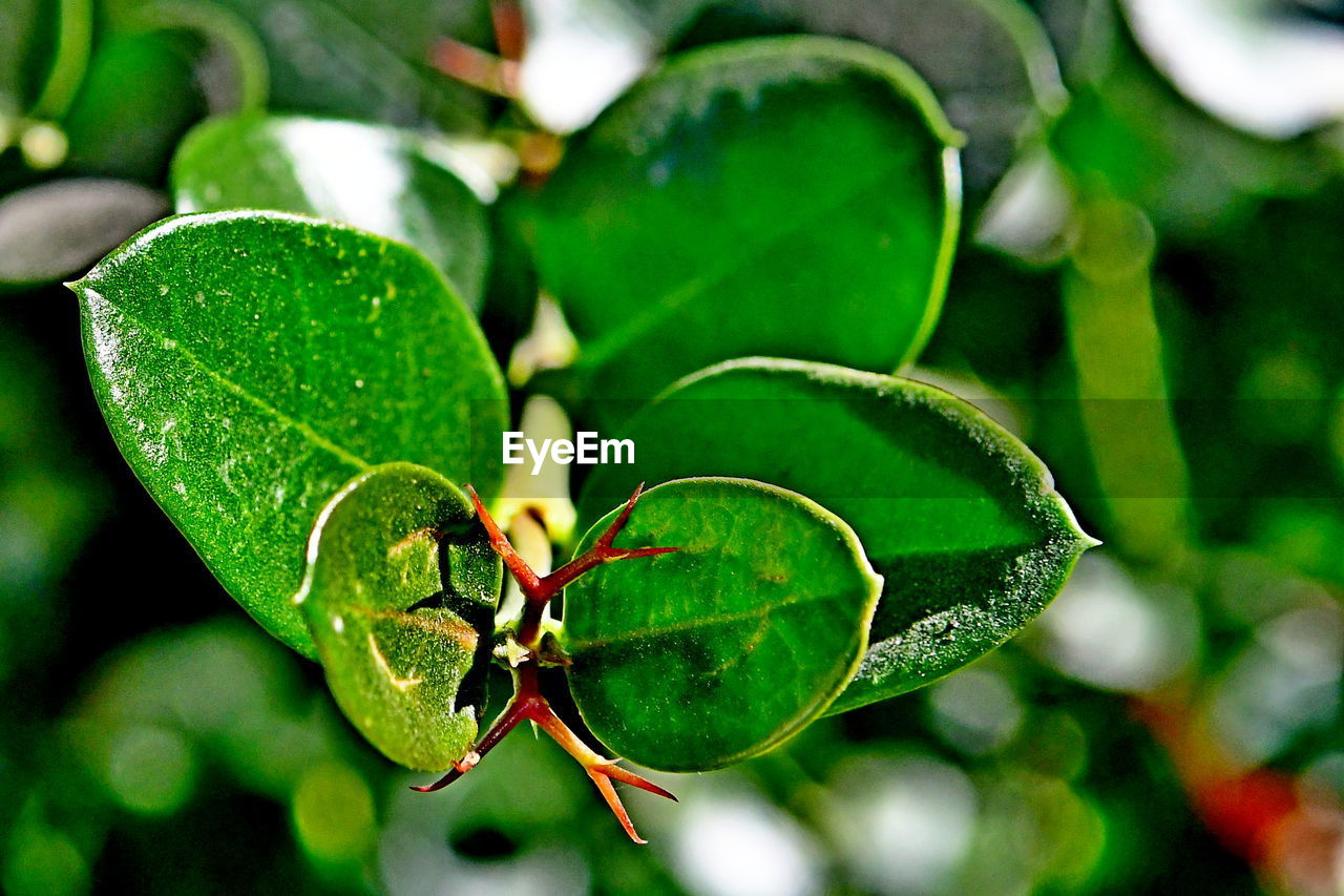 HIGH ANGLE VIEW OF BERRIES