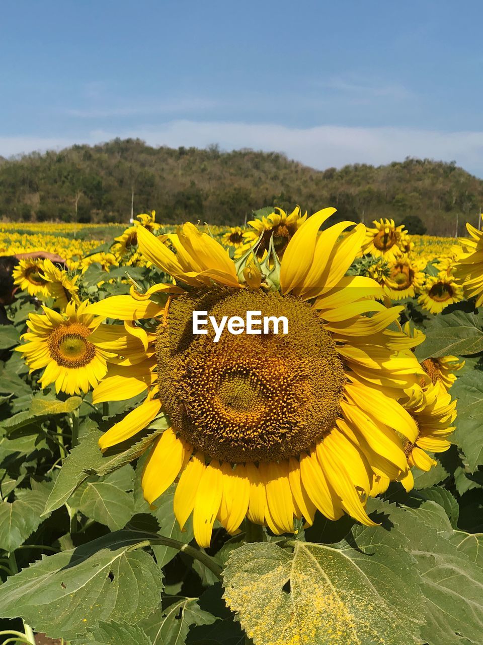 CLOSE-UP OF YELLOW SUNFLOWERS ON FIELD