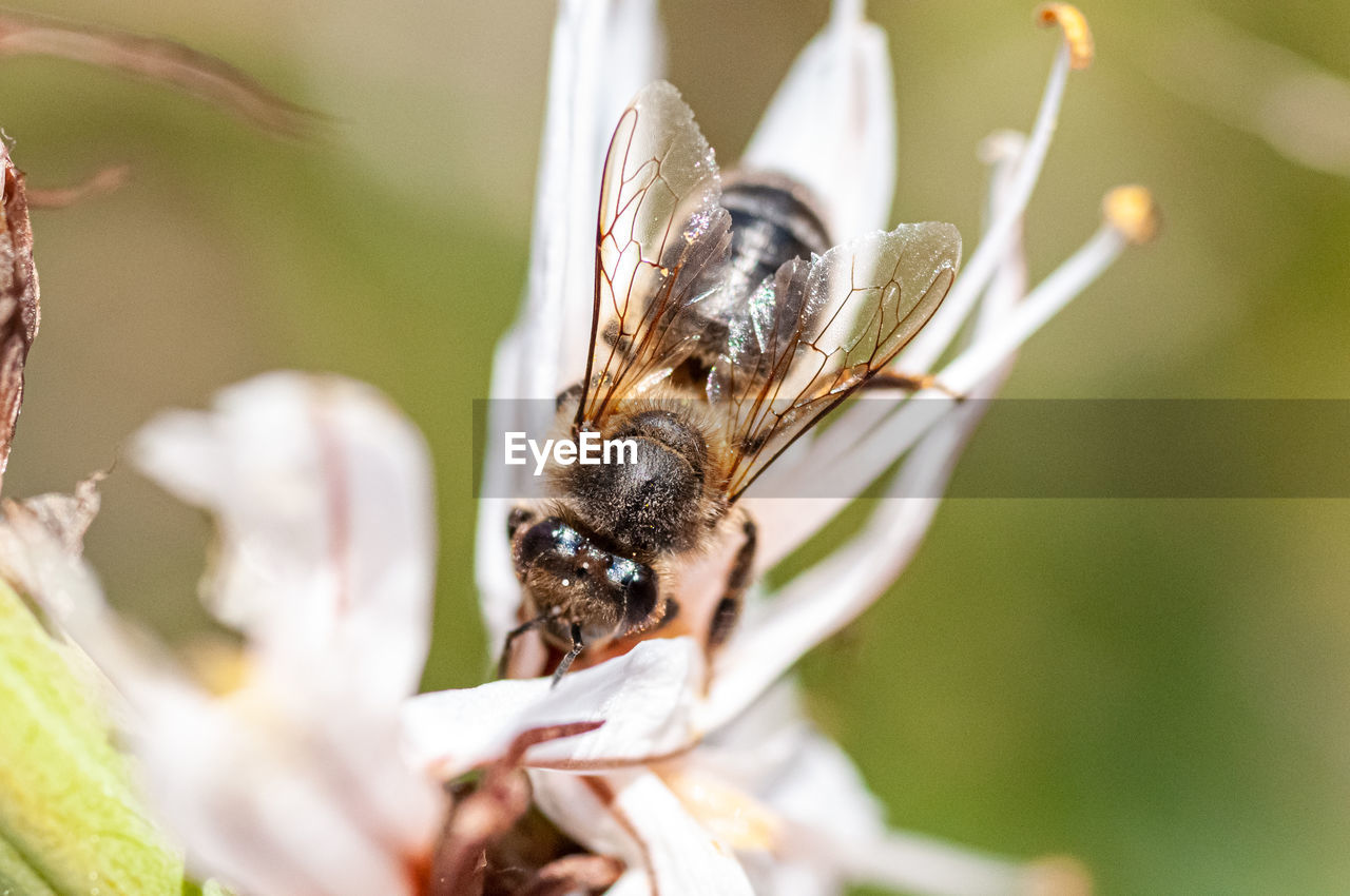 Close-up of bee pollinating on flower