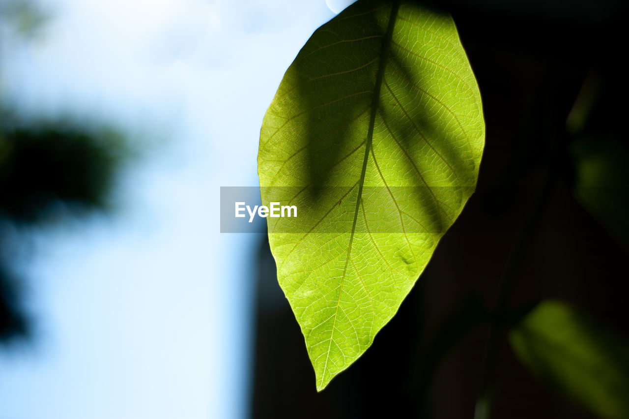 CLOSE-UP OF GREEN LEAF