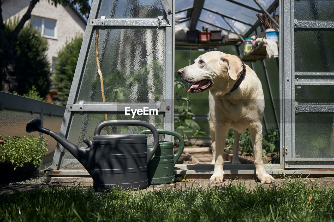 Curious dog on garden of house. old labrador retriever looking from greenhouse during sunny day.