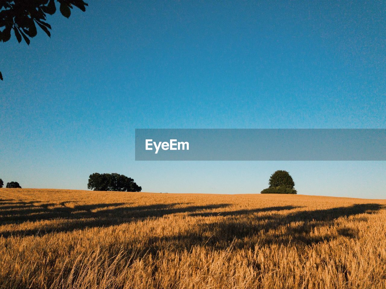 SCENIC VIEW OF FIELD AGAINST CLEAR SKY