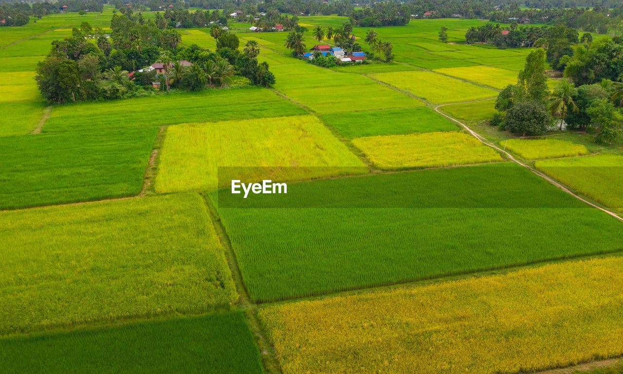 HIGH ANGLE VIEW OF GREEN LANDSCAPE