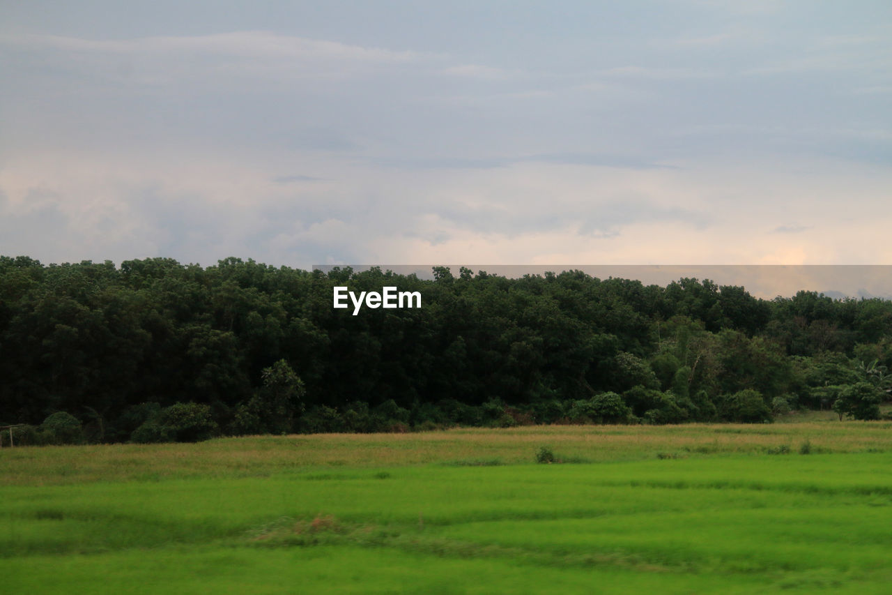 TREES ON LANDSCAPE AGAINST SKY