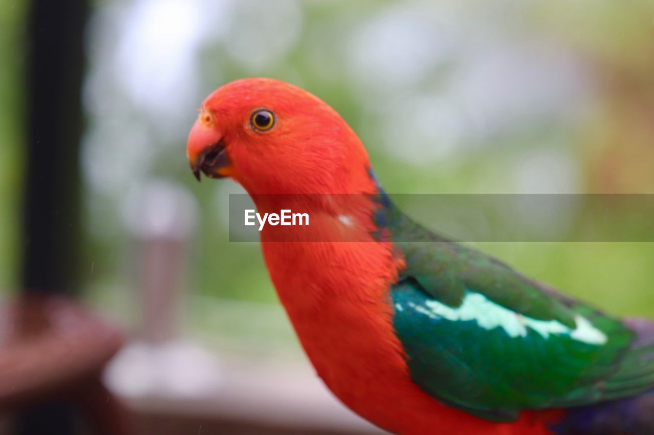 CLOSE-UP OF A PARROT PERCHING ON FINGER