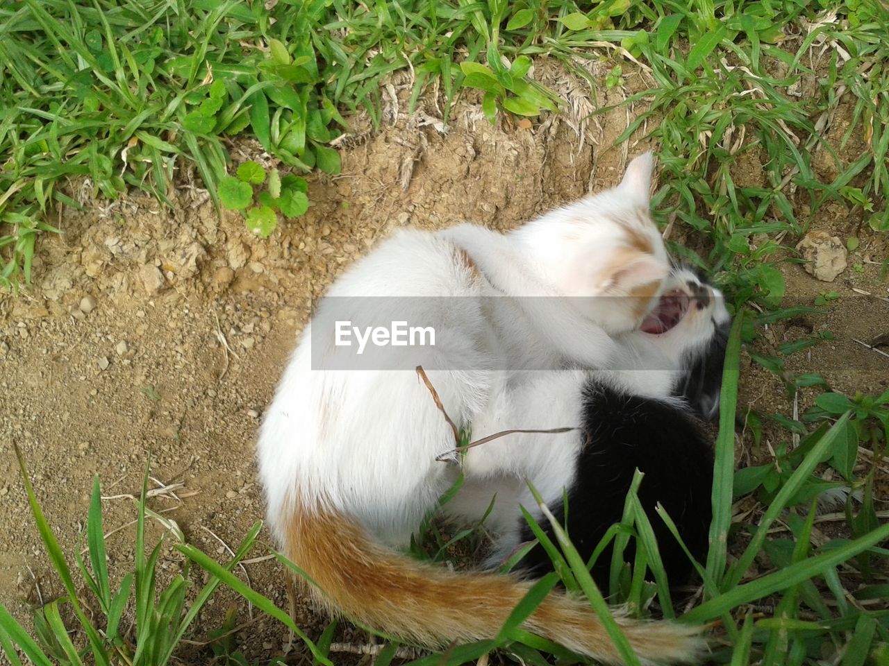 High angle view of cat relaxing on field