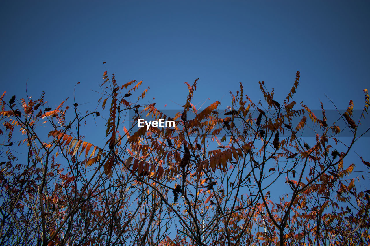 LOW ANGLE VIEW OF PLANT AGAINST CLEAR BLUE SKY