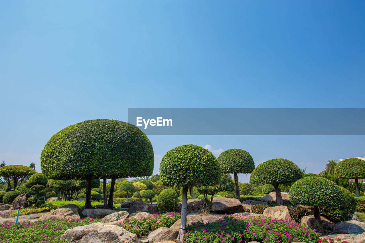 Ebony trees was cut into a semicircular shape inthe park