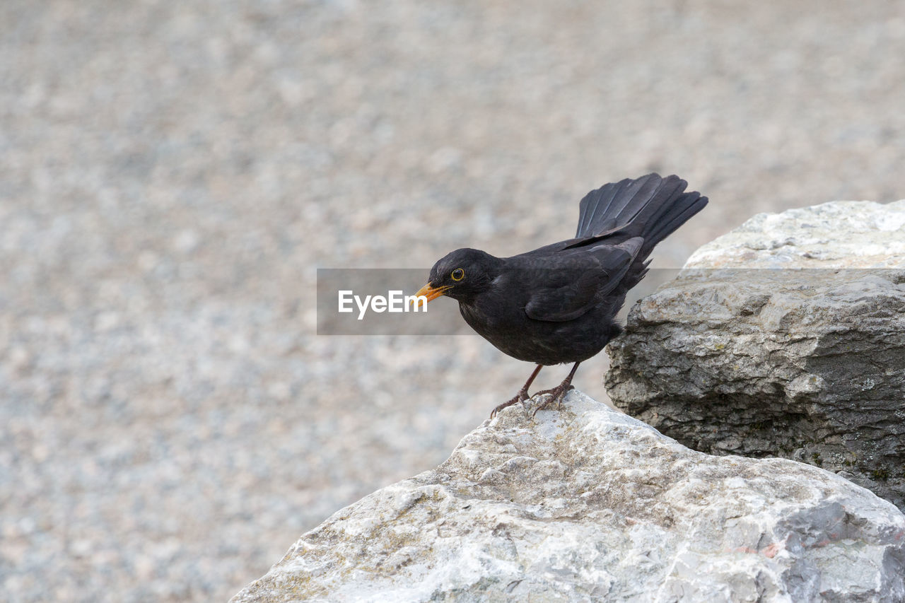 High angle view of blackbird perching on rock