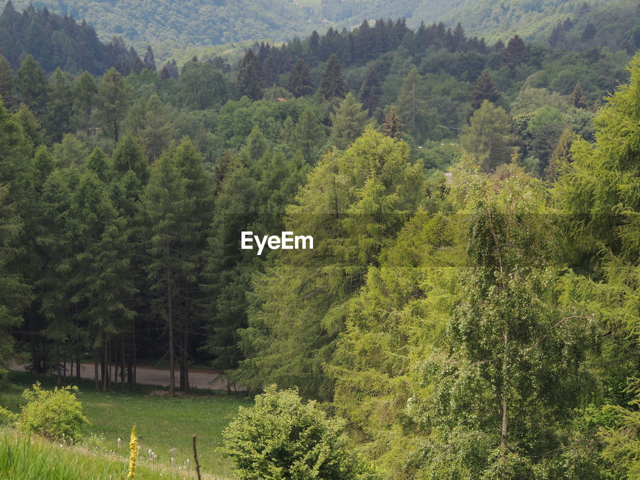 High angle view of pine trees in forest